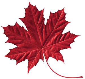 maple leaf